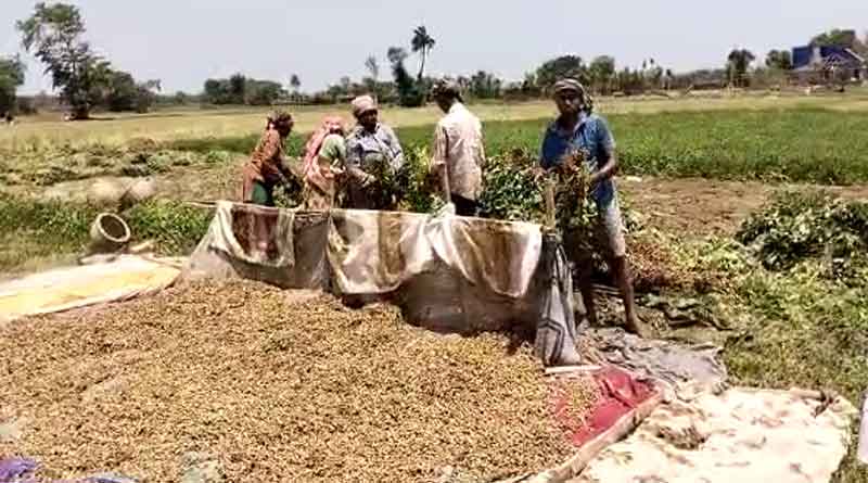 Farmers face problem to harvest nuts due to scarcity of rain in Egra | Sangbad Pratidin