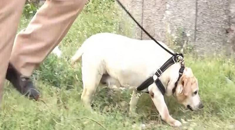 Punjab Police Canine squad's Labrador dog Simmy beats cancer and joins back on duty | Sangbad Pratidin