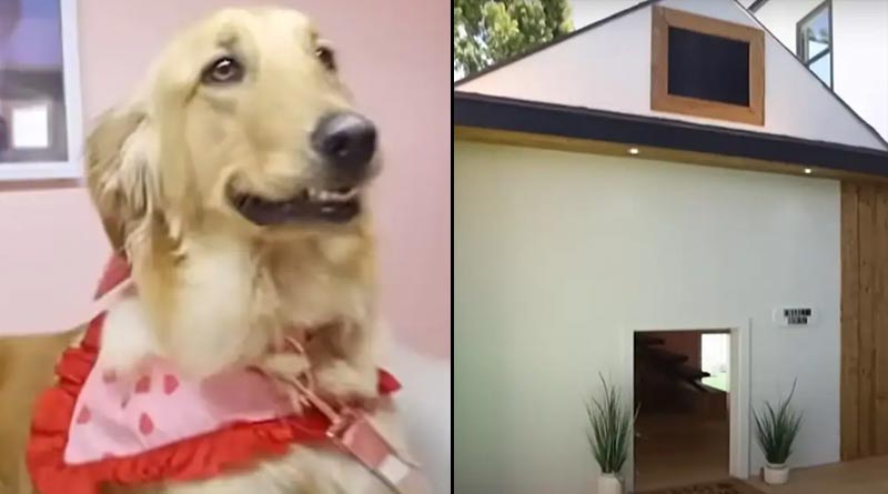 Man builds pet house for dog's birthday । Sangbad Pratidin