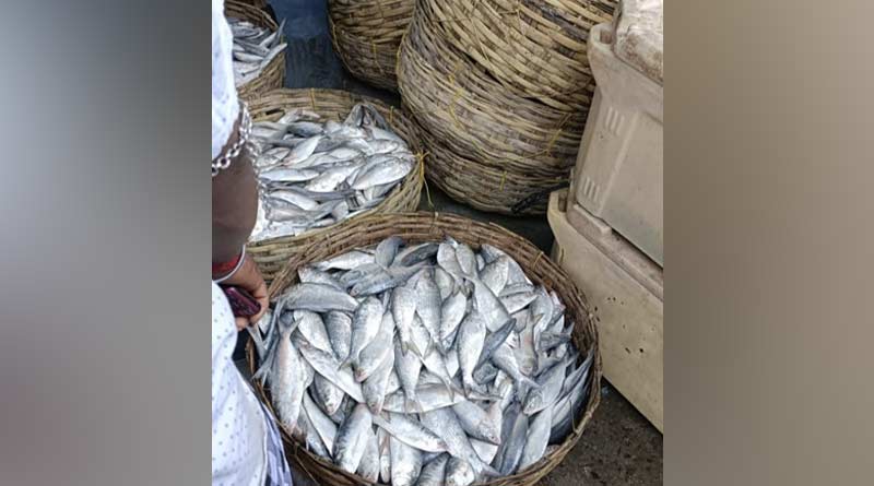 Catching small hilsa ignoring Govt rules irks fishermen | Sangbad Pratidin