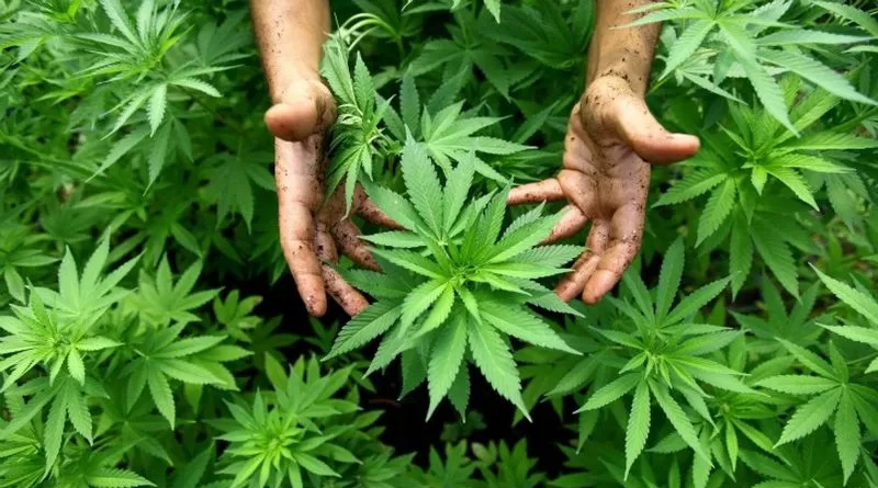 5 medical students arrested for Marijuana cultivation and peddling in Karnataka | Sangbad Pratidin