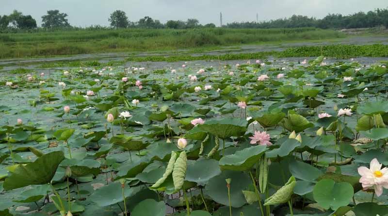 RPF staff tried lotus farming at Jalangi river for two years | Sangbad Pratidin