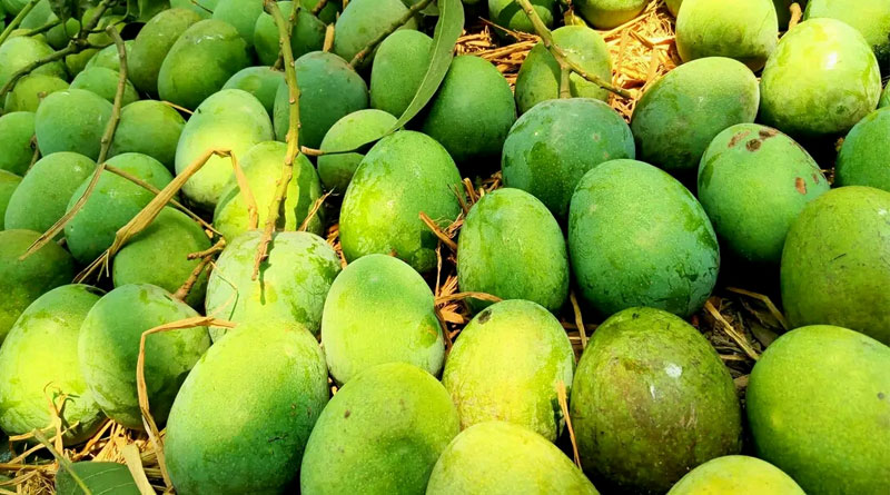 Mangos selling in record law price in Maldah | Sangbad Pratidin