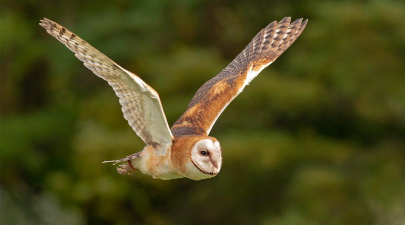 Now In Cyprus no-man’s land owls come to rescue of farmers | Sangbad Pratidin