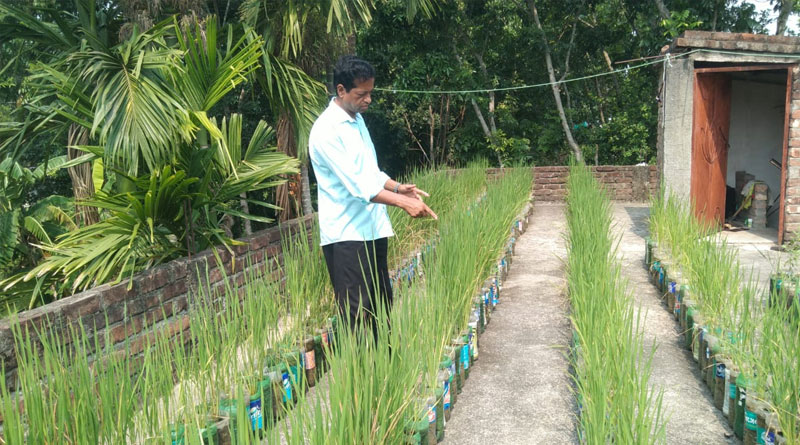 Duttapukur resident started farming paddy on his roof top | Sangbad Pratidin