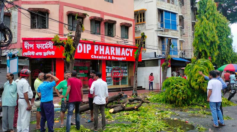 Kolkata Man allegedly 'killed' a tree, arrested | Sangbad Pratidin