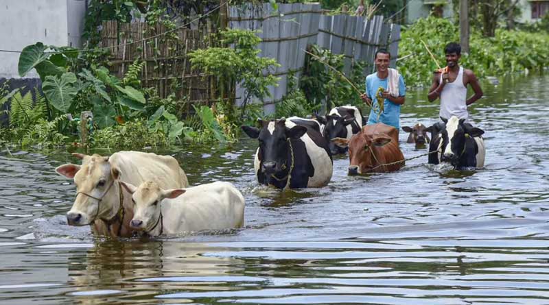 Over 34000 people affected in Assam flood | Sangbad Pratidin