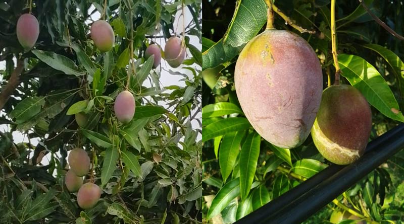 Birbhum: Owner of precious Mango trees seeks protection from Police | Sangbad Pratidin