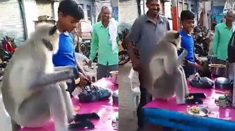 Monkey eating golgappa in Gujarat stall, video goes viral | Sangbad Pratidin