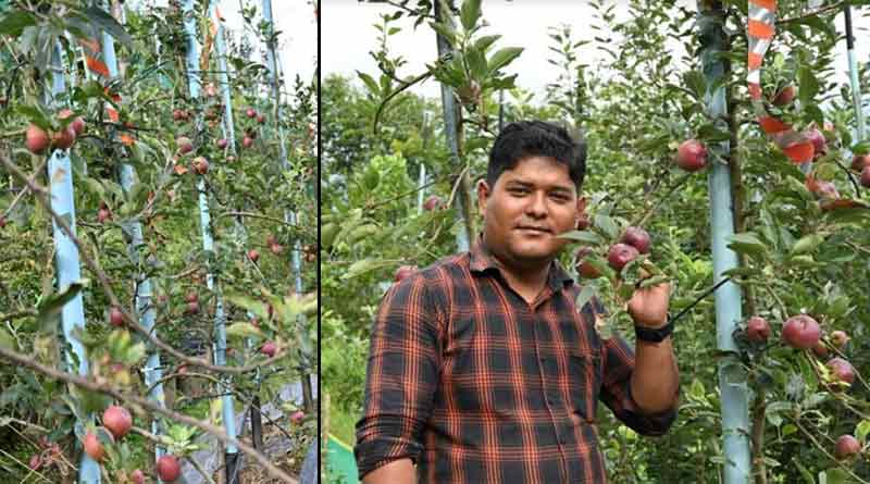 Kalimpong man cultivates kashmiri apple । Sangbad Pratidin