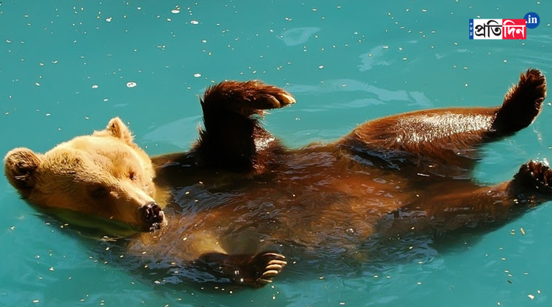 Watch Video: Bear Takes A Dip In A Backyard Swimming Pool In America | Sangbad Pratidin