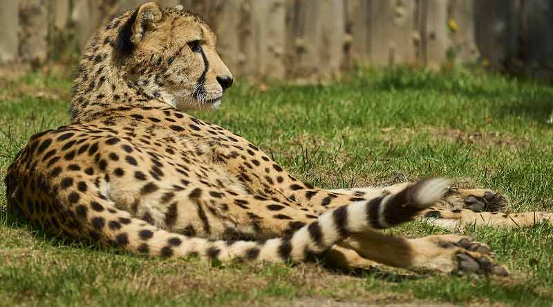 India now eyes on north African cheetahs instead of Namibia। Sangbad Pratidin