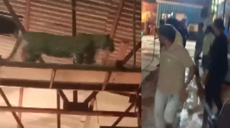 ধারাবাহিকের শুটিংয়ে ফের ঢুকে পড়ল চিতাবাঘ, ফ্লোর জুড়ে হইচই, দেখুন ভিডিও
