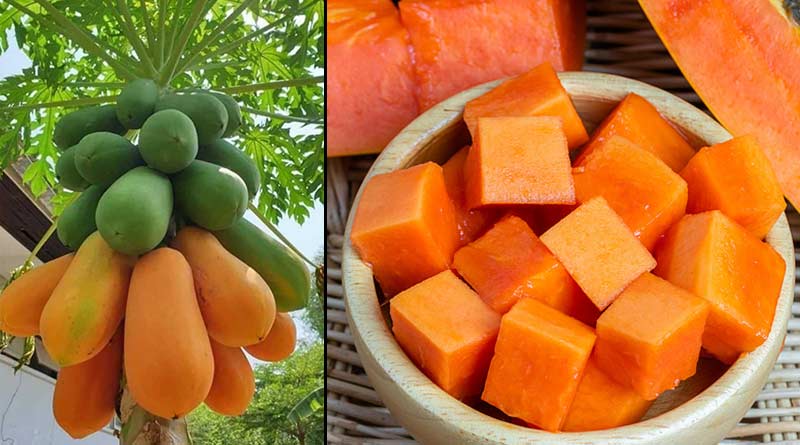 Which fertilizer is important for cultivation of Papaya, here are some expert opinion । Sangbad