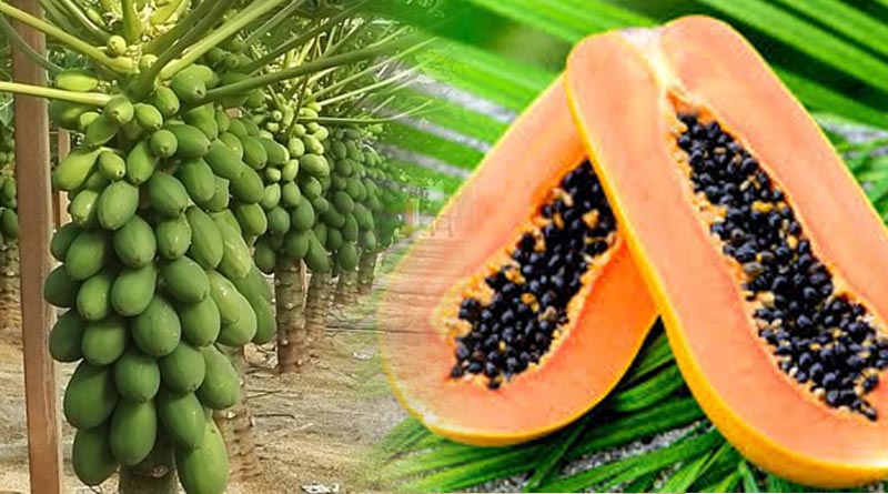 Here is Details of farming papaya | Sangbad Pratidin