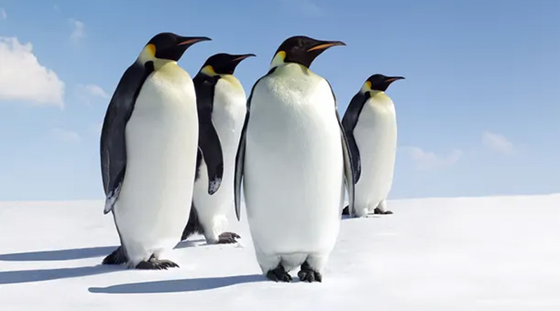 Now 2 thousand Penguins Mysteriously Dead On Uruguay Coast | Sangbad Pratidin
