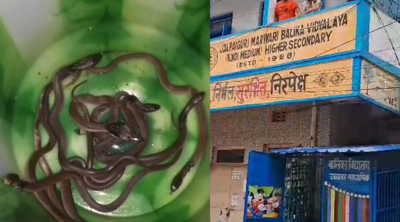38 snakes found from school premises in Jalpaiguri, classes dissolved | Sangbad Pratidin