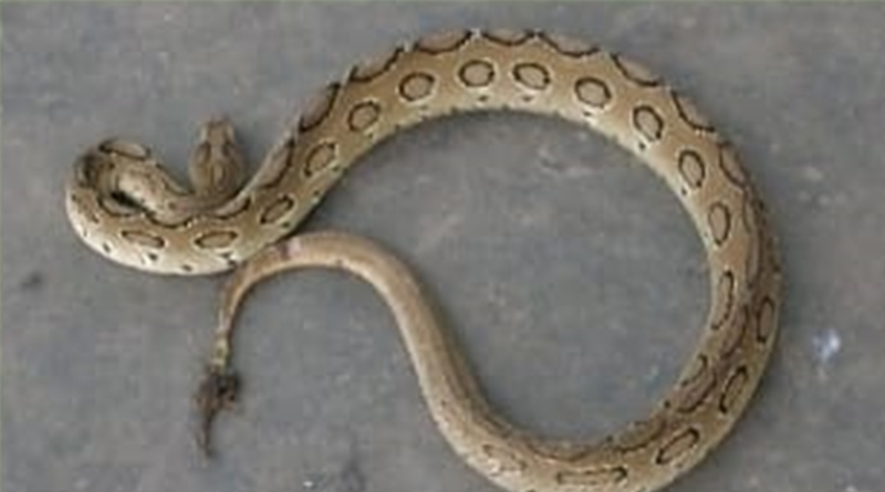 Exclusive: Breaking the myth about Snake Bites, Binding increases the possibility of death! what to do to save life? 4