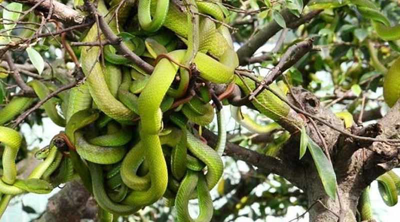 Watch Video: Poisonous Snakes hanging on trees in vietnam Dong Tam Garden