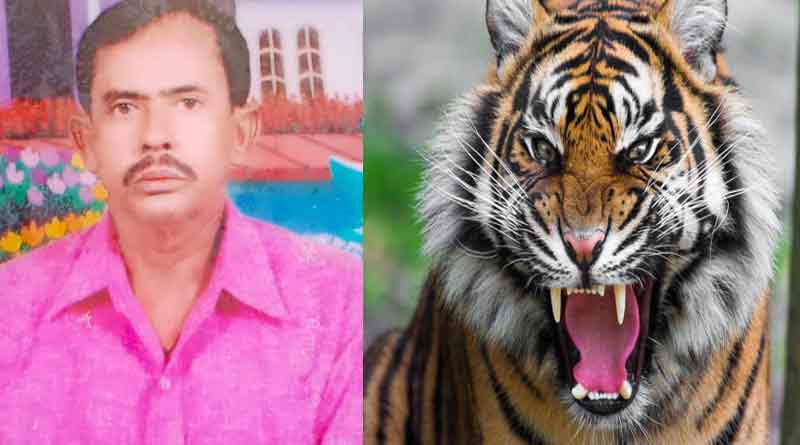 পেটের তাগিদে জঙ্গলে যাওয়াই কাল, স্ত্রীর পাশ থেকে মৎস্যজীবীকে টেনে নিয়ে গেল ‘দক্ষিণরায়’