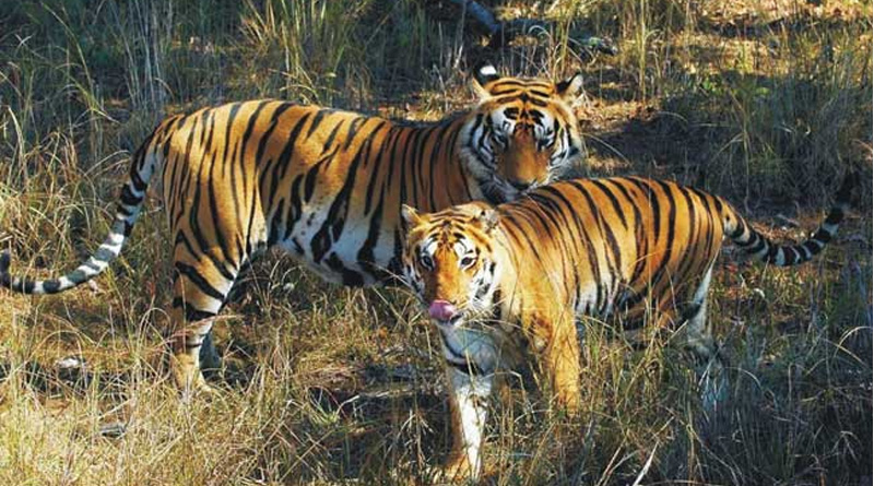 In 4 Years Madhya Pradesh Tiger Count Rose To 785 From 526 | Sangbad Pratidin