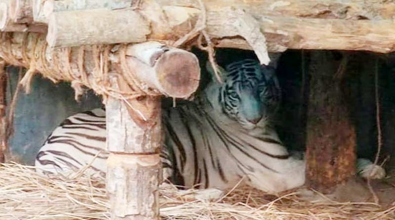 Royal Bengal Tiger Kika gives birth to a cub in Bengal Safari Park, Siliguri brings happiness to the authority | Sangbad Pratidin
