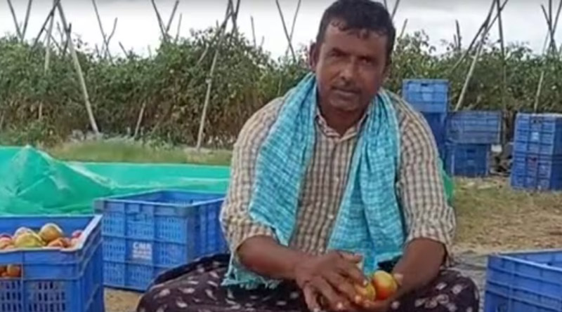 Tomato farmer from Andhra turns millionaire। Sangbad Pratidin