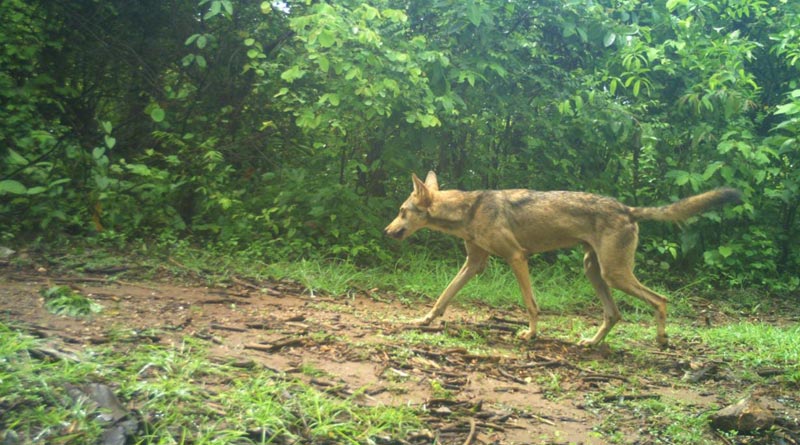 Wolf