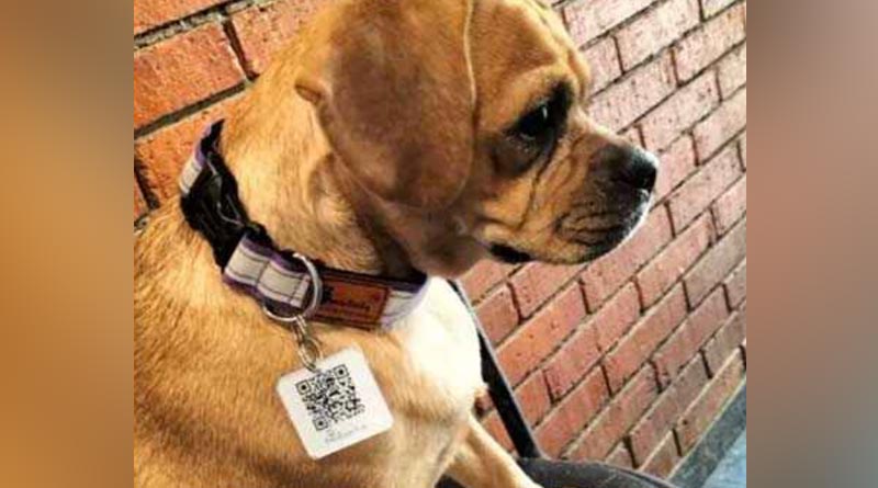 20 Stray Dogs Given 'Aadhar Cards' With QR Codes in Mumbai | Sangbad Pratidin