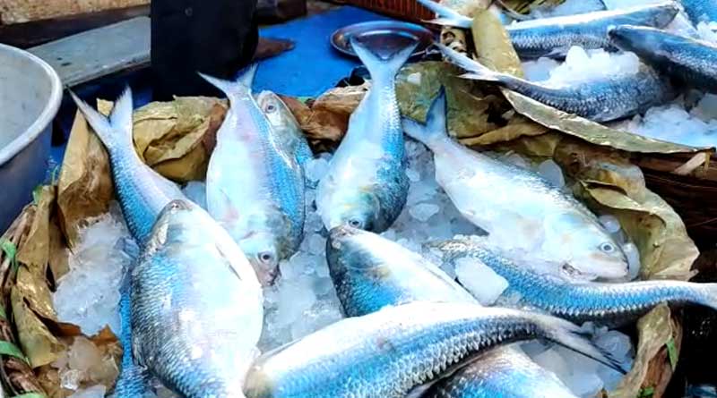 Digha gets first batch of Hilsa fish this season | Sangbad Pratidin