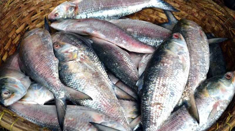 Fishermen find nearly hundred hilsa fishes from a pond in Bangladesh, become a topic of new research | Sangbad Pratidin