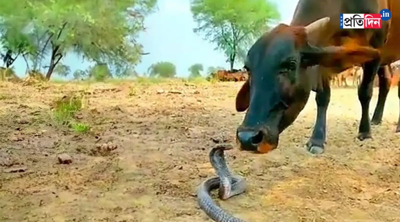 Watch: Video Of Cow And Snake Playing Together Goes Viral | Sangbad Pratidin