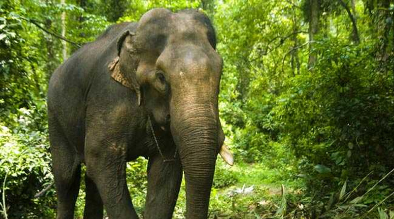 India's Oldest Elephant Bijuli Prasad Died At the age of 89 | Sangbad Pratidin