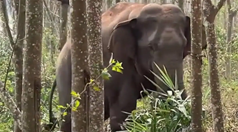 This Wild Elephant Finds Bag Of Drugs In Forest of China | Sangbad Pratidin