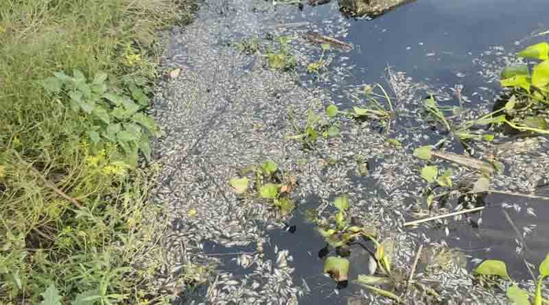 Lots of Fish died in Jalangi River due to pollution