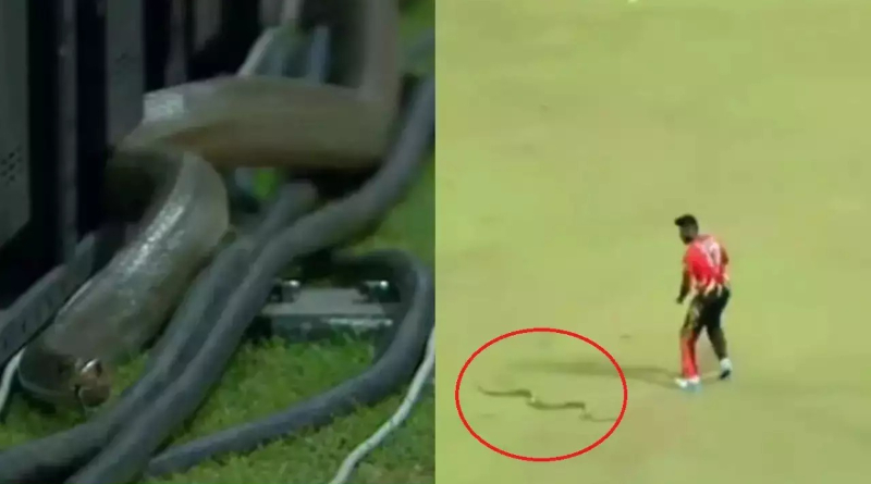 Snake scares player and cameraman during the Lanka Premier League। Sangbad Pratidin