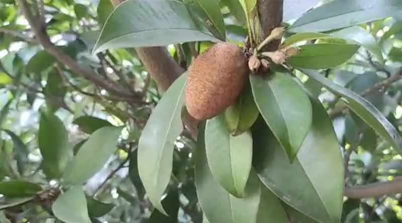 This fruit gives hope to Jungle Mahal farmers । Sangbad Pratidin