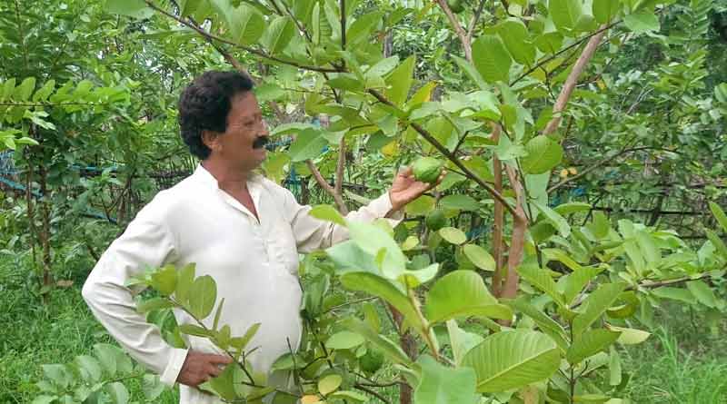 Two farmers of Jungle Mahal farms tasty guava । Sangbad Pratidin