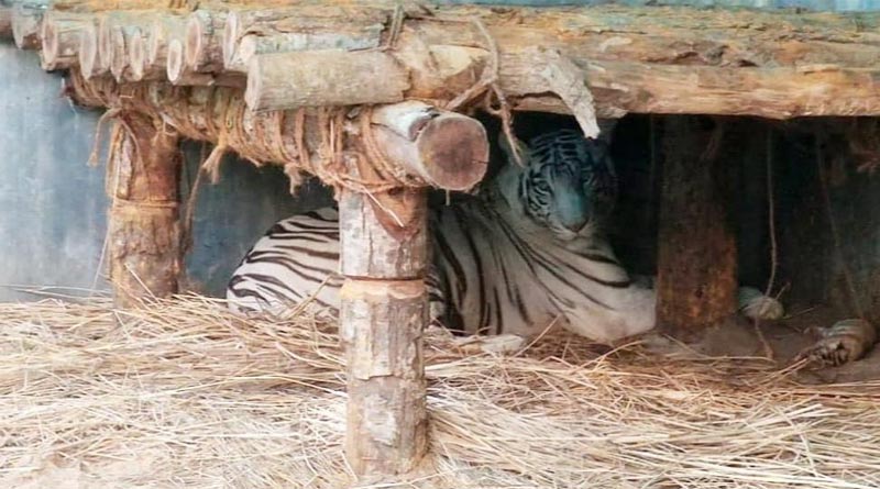 Another cub of white tiger died in Siliguri safari park | Sangbad Pratidin
