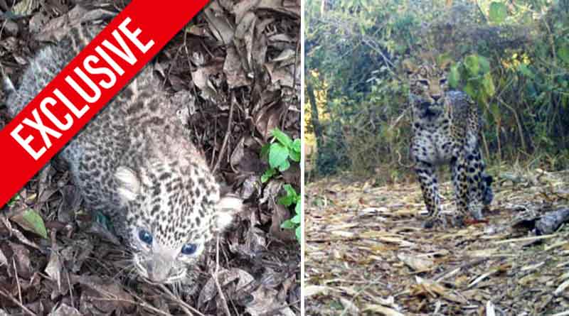 ঘুচল আট বছর আগের ‘কলঙ্ক’, হিংসা ভুলে চিতাবাঘের ঘর-সংসার আগলে সিমনির বাসিন্দারা