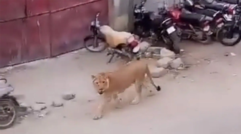 Lion Spotted Taking A Stroll On Busy Street of Pakistan | Sangbad Pratidin
