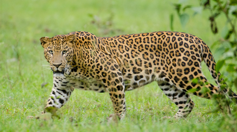 Villagers manhandle Leopard, take selfies in Madhya Pradesh | Sangbad Pratidin