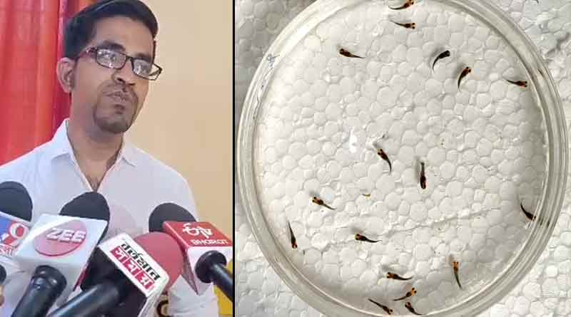 গিনিপিগের বদলে রঙিন মাছ মলিই মডেল! গর্ভপাতের ওষুধ তৈরিতে সাফল্য বাঙালি গবেষকের