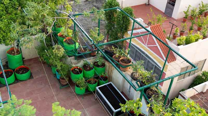 Tips to grow vegetables in rooftop । Sangbad Pratidin