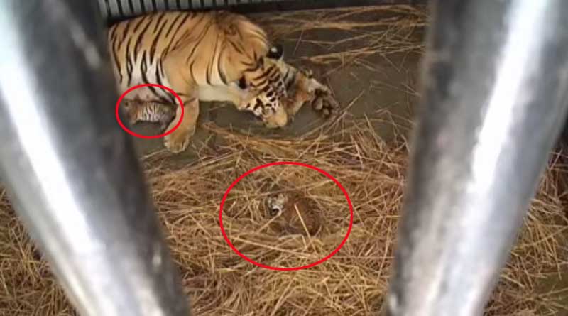 Royal Bengal Tiger Rica gave birth to three cubs in Bengal Safari Park, Siliguri |Sangbad Pratidin