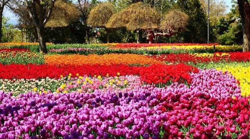 Now Kashmir's Tulip Garden enters record books as Asia’s largest Flower Garden | Sangbad Pratidin
