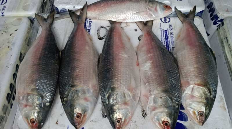 Bangladeshi Hilsa enters in West Bengal, will be available in market soon | Sangbad Pratidin