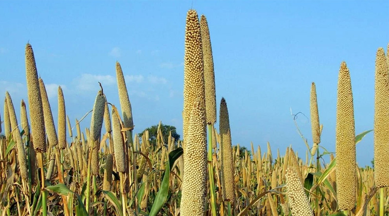 Millet is a good source of protein, fiber, key vitamins, and minerals| Sangbad Pratidin