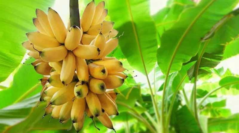Horticulture Department emphasis on cultivation of improved species of banana in East Burdwan