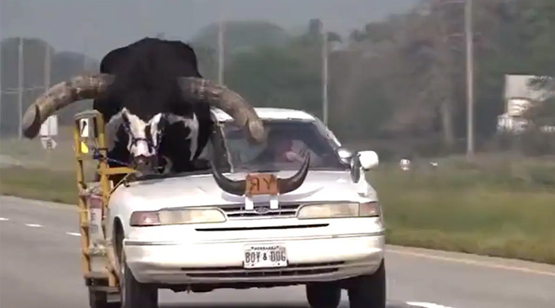 This Man Driving With Giant Pet Bull in America | Sangbad Pratidin